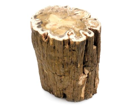 A petrified wooden log or trunk section, possibly Triassic period, 26cm high.