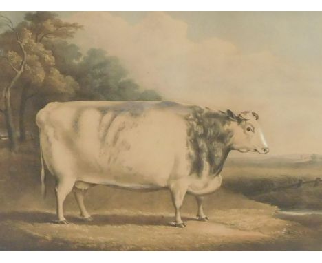 After William Henry Davis (British, 1786-1865).  A short horned prized cow, 7 years old, bred and fed by Mr Richard Hickson o