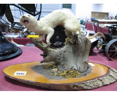A Taxidermy Model of Weasel (?), mounted on a naturalistic tree stump base.