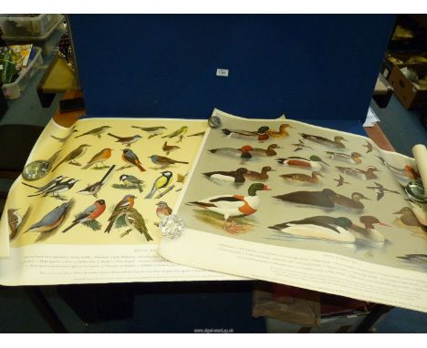 A roll of five vintage RSBP posters of birds.