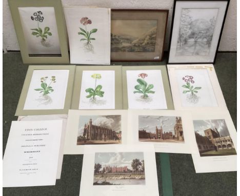 A quantity of pictures and prints to include, a set of 6 unframed botanical studies prints, Rory McEwen; Eton College Coloure