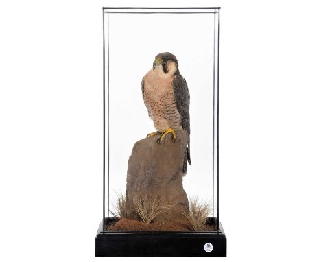 Taxidermy: A Cased Barbary Falcon (Falco peregrinus pelegrinoides), dated 2022, by Rob Marshall, Taxidermy, Stoke-on-Trent, S