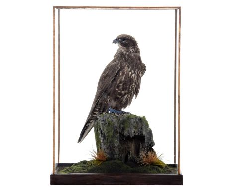 Taxidermy: A Cased Black Gyr Falcon (Falco rusticolus), modern, captive bred, a large high quality unusual black morph full m