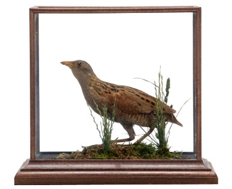 Taxidermy: A Cased Corncrake (Crex crex), a good quality late Victorian full mount adult looking straight ahead, stood upon s