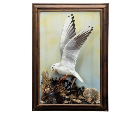 Taxidermy: A Wall Cased Black-headed Seagull (Larus ridibundus), dated 2001, by M. Latchford, Taxidermy, a full mount adult f