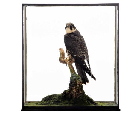 Taxidermy: A Cased European Hobby (Falco subbuteo), circa 2020, a high quality full mount adult male perched atop a small tre