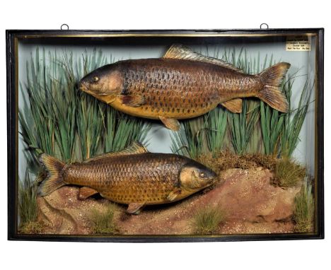 Taxidermy: A Cased Pair of Common Carp (Cyprinus carpio), dated October 1928, by W.F. Homer, 105 Woodgrange Road, Forest Gate