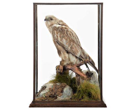 Taxidermy: A Cased Rough-legged Buzzard (Buteo lagopus), dated 1945, by Peter Spicer &amp; Sons, Taxidermists, Leamington, a 