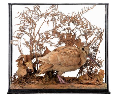 Taxidermy: A Cased European Woodcock (Scolopax), circa mid-20th century, attributed to Rowland Ward, Ltd, London, a full moun