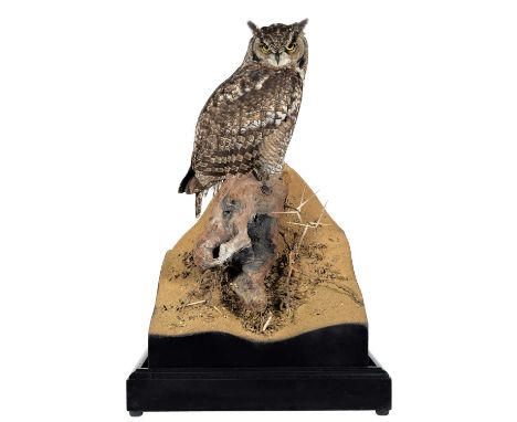 Taxidermy: A Cased African Spotted Eagle Owl (Bubo africanus), circa 2022, by World Renowned Taxidermist Carl Church, Pickeri