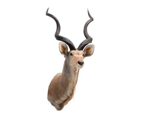 Taxidermy: Cape Greater Kudu (Strepsiceros strepsiceros), circa mid-late 20th century, South Africa, a large high quality adu