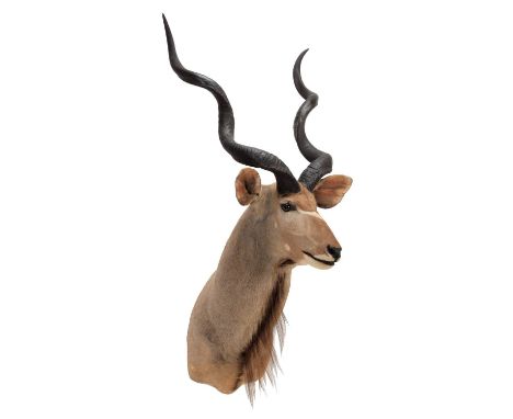 Taxidermy: Cape Greater Kudu (Strepsiceros strepsiceros), circa late 20th century, South Africa, a large high quality adult b