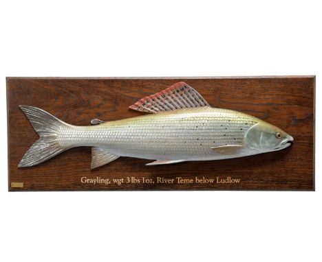 Natural History: A Hand Carved Wooden Grayling Fish, by Roger Brookes, Original Woodcarvings, Leominster, a superb quality ha