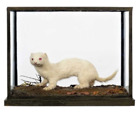 Taxidermy: A Cased Albino Weasel (Mustela nivalis), circa , by Rowland Ward, Ltd, Naturalist's, 167 Piccadilly, London, an un