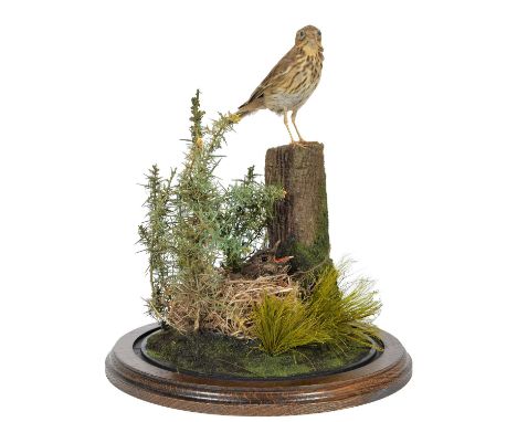 Taxidermy: A Late 19th Century Meadow Pipit &amp; Cuckoo Chick, circa 1870-1900, a full mount adult Meadow pipit perched atop