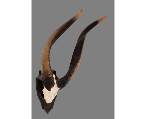 Antlers/Horns: World Record Class Western Bongo Horns (Tragelaphus eurycerus eurycerus), Africa, Rowland Ward World Record Cl