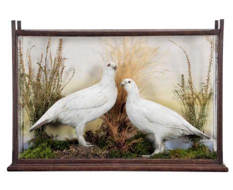 Taxidermy: A Late Victorian Cased Pair of Rock Ptarmigan (Lagopus mutus), circa 1880-1900, a pair of full mount adults in ful