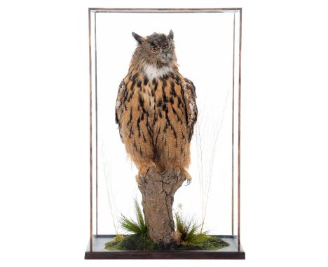 Taxidermy: A Cased European Eagle Owl (Bubo bubo), circa 21st century, a high quality large full mount adult, with head looki