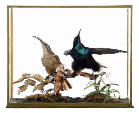 Taxidermy: A Late Victorian Cased Pair of Magnificent Rifle Birds (Ptiloris magnificus), re-cased by Rowland Ward Ltd, 64/65,