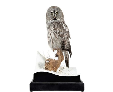 Taxidermy: A Cased Great Grey Owl (Strix nebulosa), circa 2022, by World Renowned Taxidermist Carl Church, Pickering, Nth Yks