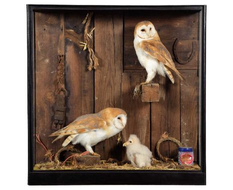 Taxidermy: A Barn Owl Family Diorama (Tyto alba), circa early 21st century, by Barry Williams, Taxidermy, Cannock, Staffordsh