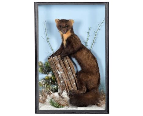 Taxidermy: Irish Pine Marten (Martes martes), dated 2021, Killeen, Ireland, a high quality full mount adult with head turning