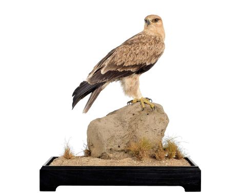 Taxidermy: A Cased Tawny Eagle (Aquila rapax), circa 2007, by World Renowned Taxidermist Carl Church, Pickering, Nth Yks, cap