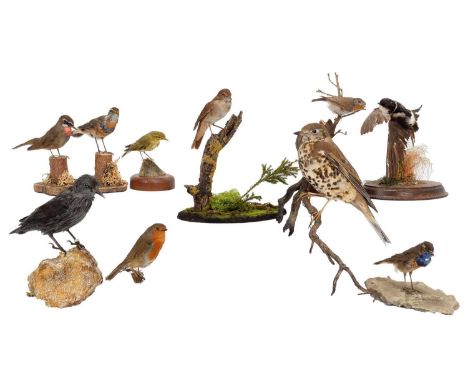 Taxidermy: A Group of European Countryside Song Birds, circa late 20th century, to include - Reed Warbler, Willow Warbler, Sp