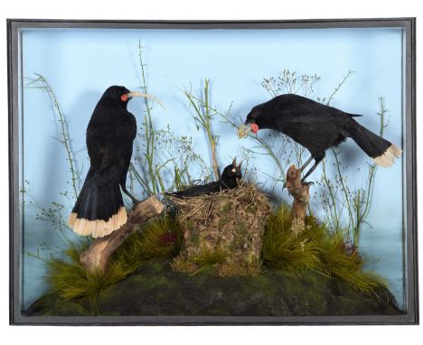 Taxidermy: A Cased Re-creation of a Family of Extinct New Zealand Huia Birds (†Heteralocha acutirostris), circa 2022, by Barr