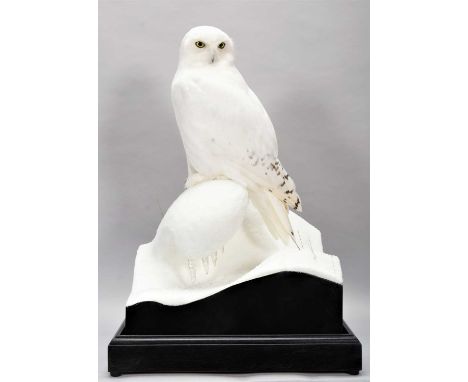 Taxidermy: A Cased Snowy Owl (Bubo scandiacus), circa 2023, by World Renowned Taxidermist Carl Church, Pickering, Nth Yks, ca