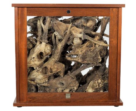 Natural History: A Cased Display of Mummified Roebuck Skulls (Capreolus capreolus), a curious and macabre collection of fourt