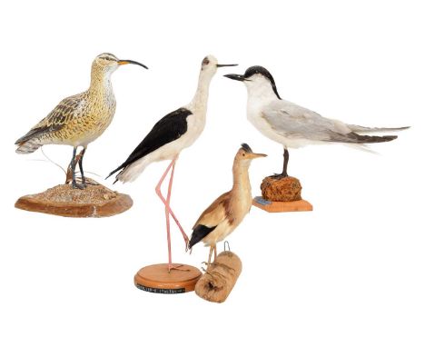 Taxidermy: A Group of Sea &amp; Wading Birds, circa late 20th century, to include - a Gull-billed Tern, Black-winged Stilt, Y