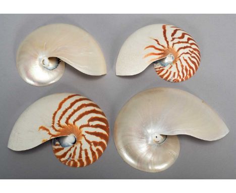 Natural History: Four Chambered Nautilus Half Shells (Nautilus pompilius), circa mid-late 20th century, two half shells with 