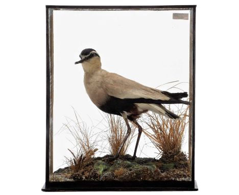 Taxidermy: A Table Cased Sociable Lapwing (Vanellus gregarius), by Henry Murray &amp; Son, Naturalist's &amp; Taxidermist's, 