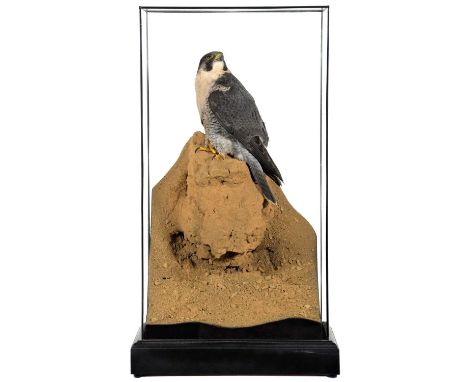 Taxidermy: A Cased Peregrine Falcon (Falco peregrinus), circa 2023, by World Renowned Taxidermist Carl Church, Pickering, Nth