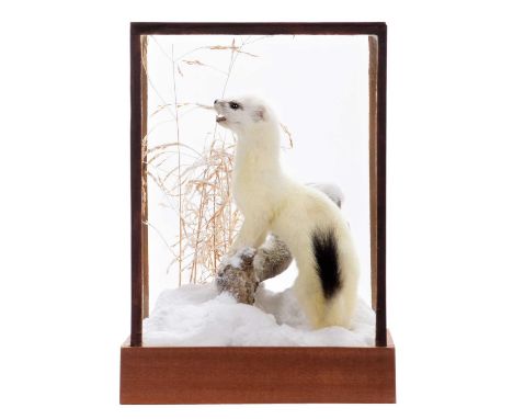 Taxidermy: A Cased Ermine (Mustela erminea), dated 2020, a full mount adult stood with front paws upon a frosted branch, stoo