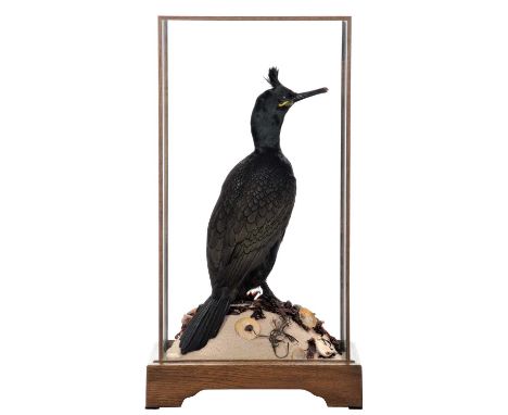 Taxidermy: A Cased European Shag (Phalacrocorax aristotelis), modern, by World Renowned Taxidermist Carl Church, Pickering, N