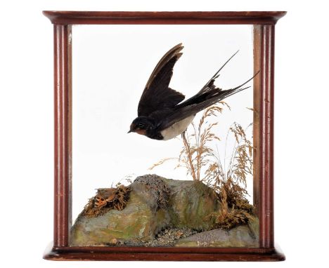 Taxidermy: A Cased European Barn Swallow in Flight (Hirundo rustica), attributed to E.F. Spicer, Taxidermy, Birmingham, a ful