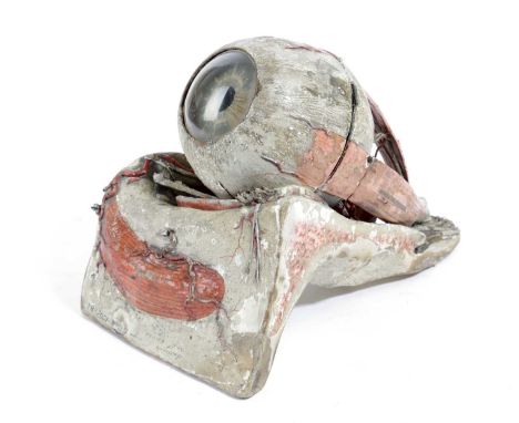 A FRENCH ANATOMICAL MODEL OF THE EYEBY DR. LOUIS THOMAS JEROME AUZOUX (1797-1880), MID-19TH CENTURYmade of papier-mâché, comi