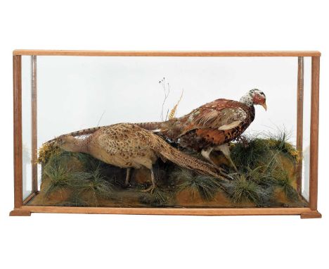 Taxidermy: A Cased Pair of Ring-necked Pheasants (Phasianus colchicus), circa 1900, a pair of full mount adults, hen and cock