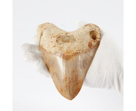 One large megalodon tooth fossil with an intact blade and serrations, tan and red enamel, and a robust root.The megalodon (Ca