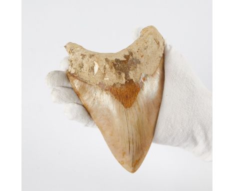 One large megalodon tooth fossil with an intact blade and serrations. The tooth features a lovely mottled red and caramel col