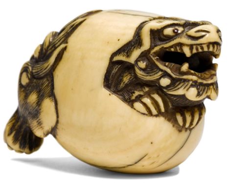 NETSUKE EINES LÖWEN IM EI.Japan, 19. Jh. L 5 cm.Elfenbein, die Pupillen aus schwarzem Horn eingelegt. Beschnitzt in Form eine