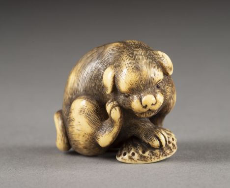 EIN FEINES GESCHNITZTES NETSUKE EINES HÜNDCHENS AUS ELFENBEIN Japan, frühes 19. Jahrhundert Elfenbein. H. 3.2 cm. Das Netsuke