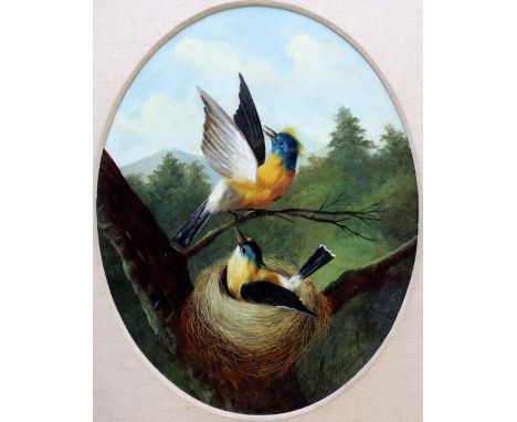 MICHELANGELO MEUCCI (1840-1909) TROPICAL PARULAS AT A NEST Signed an dated Firenze 1876, oil on board, mounted oval 46.5 x 35