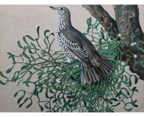 •CHARLES FREDERICK TUNNICLIFFE, OBE, RA (1901-1979) THRUSH ON MISTLETOE Signed, watercolour and pencil 16.5 x 22cm.; with `Be