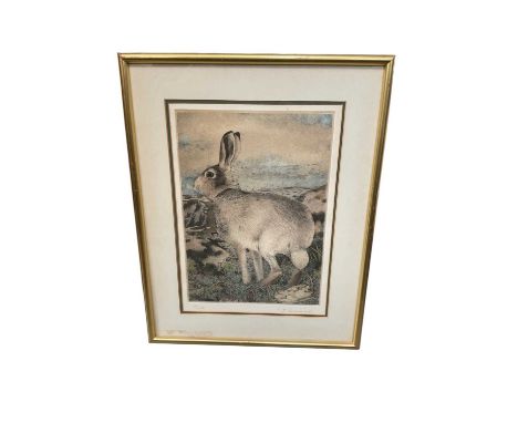 Timothy Greenwood (b. 1947) etching - Mountain Hare, signed and numbered, plate 27 x 20cm, Mall Galleries label verso, glazed