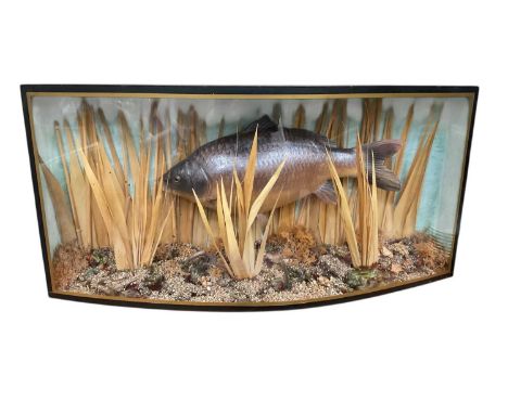 Antique style model of a Carp, composite, in a bow fronted case, together with a model of a Turtle