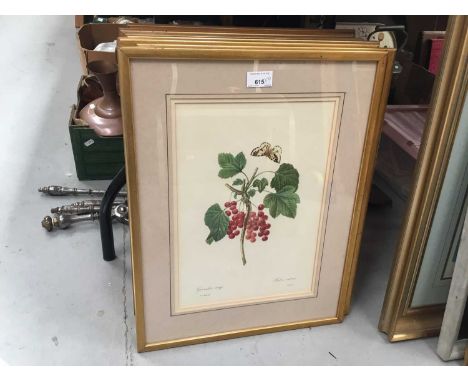 Four botanical prints, in glazed gilt frames, by P. J. Redoute, 51cm x 39cm overall (5)