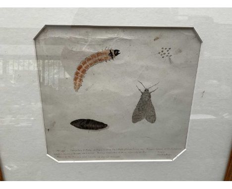 Victorian anatomical drawing of a moth, dated 1872, 17 x 17cm, glazed frame